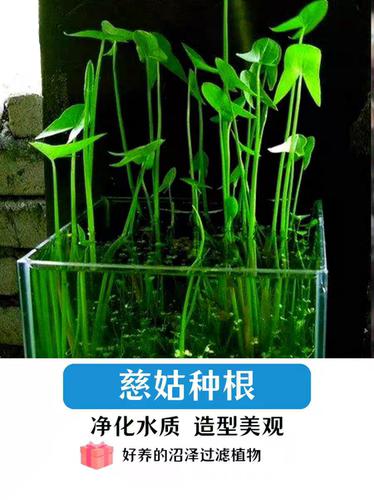 水生植物慈姑种苗茨菇苗
