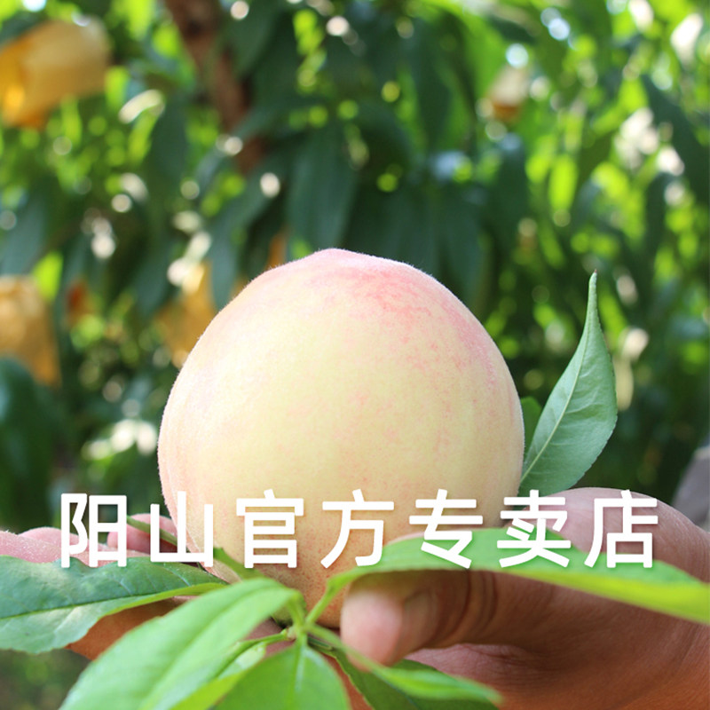 正宗无锡阳山水蜜桃新鲜水果精品大桃王7-8两12个装包邮在类目 水产肉类/新鲜蔬果/熟食, 新鲜水果, 桃中 - 来自Buy2taobao.com提供专业的淘宝代购服务