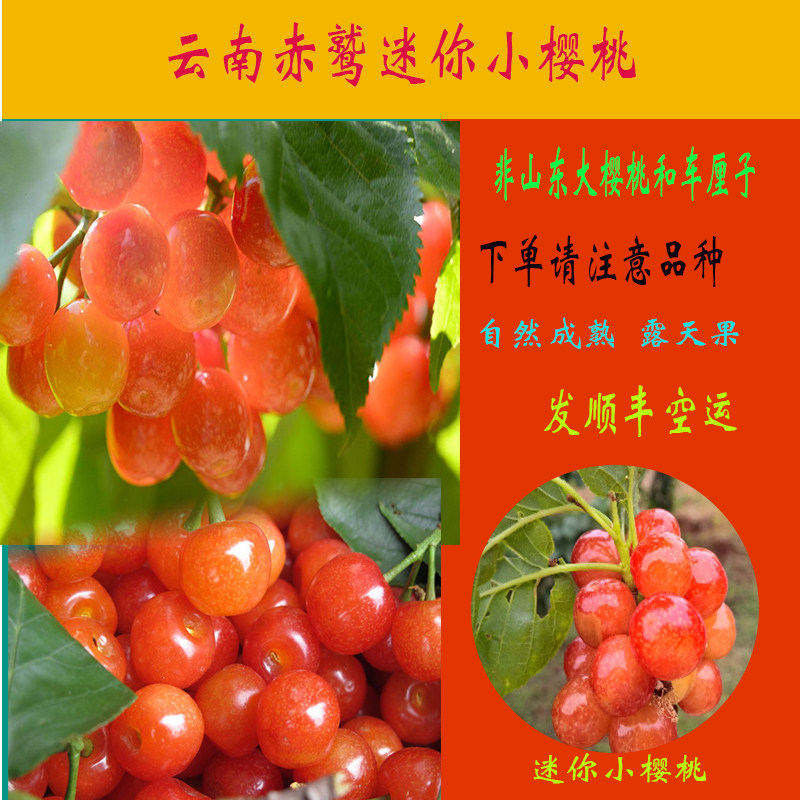 云南富民赤鹫小樱桃现货当季孕妇水果非车厘子顺丰包邮3斤160元
