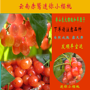 云南富民赤鹫小樱桃现货当季 包邮 3斤160元 孕妇水果非车厘子顺丰