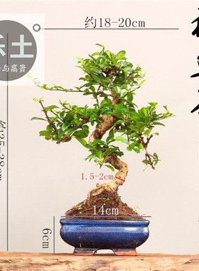 2025造型小叶福建茶盆景盆栽开花结果盆栽四季青室内好养植物