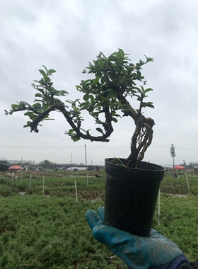 高根福建茶盆景