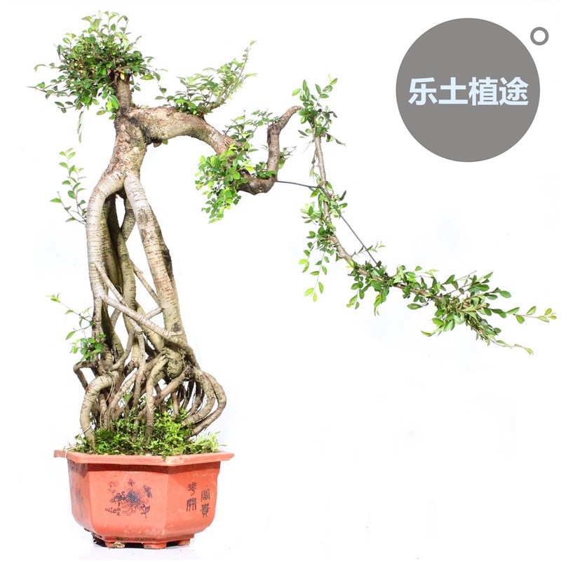 靓爆超高根榆树盆景临水式盘根造型老桩客厅茶室办公