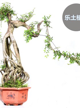 靓爆超高根榆树盆景临水式盘根造型老桩客厅茶室办公室绿植物盆栽