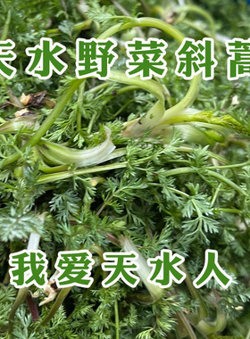 2026新鲜现採现发天水野菜斜蒿五尖叶荠荠菜苜蓿花椒叶乌龙头苦苣