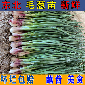 东北毛葱苗新鲜头茬蘸酱菜食用苗