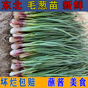 东北毛葱苗新鲜带绿叶微辣正宗毛葱苗子农家蘸酱菜农村现挖现发