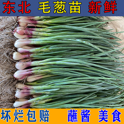 东北毛葱苗新鲜头茬蘸酱菜食用苗