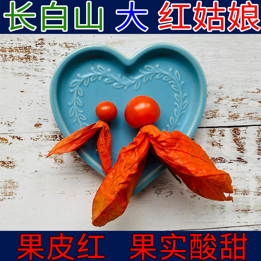 东北苦姑娘大果酸甜红姑娘果长白山旅游特产灯笼果干皮泡水新鲜