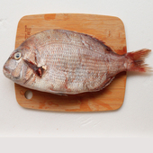 白肉生鱼片鲜活红加吉鱼真鲷鱼二斤一条日料刺身推荐 好鱼