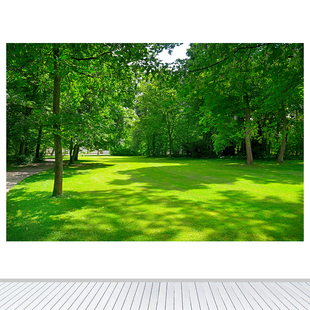 森林公园林间空地草地客厅装饰画自然美风景卧室餐厅墙贴壁画自粘
