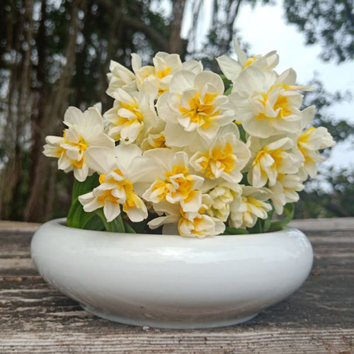 水仙品种价格 水仙品种图片 星期三