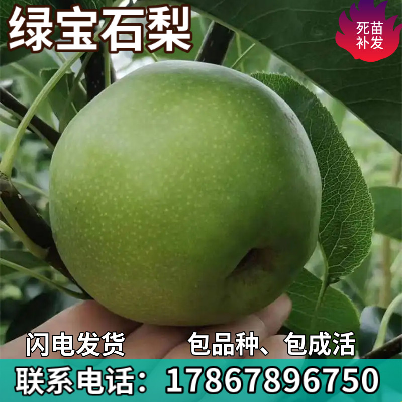 绿宝石梨果树南北方地栽庭院阳台盆栽种植特大果嫁接树苗当年结果