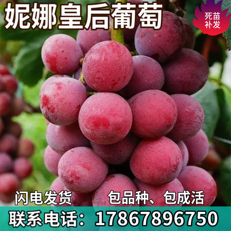 妮娜皇后葡萄树苗庭院盆栽地栽无籽嫁接果树苗南北方种植当年结果