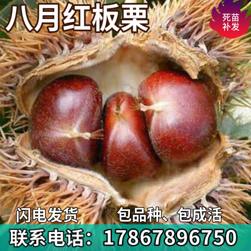 八月红板栗树苗南北方庭院地栽特大果树阳台盆栽嫁接活苗当年结果