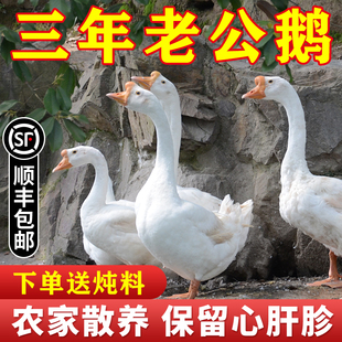 3年老公鹅 农家散养老鹅土鹅肉大白鹅整只现杀冷冻新鲜铁锅炖大鹅