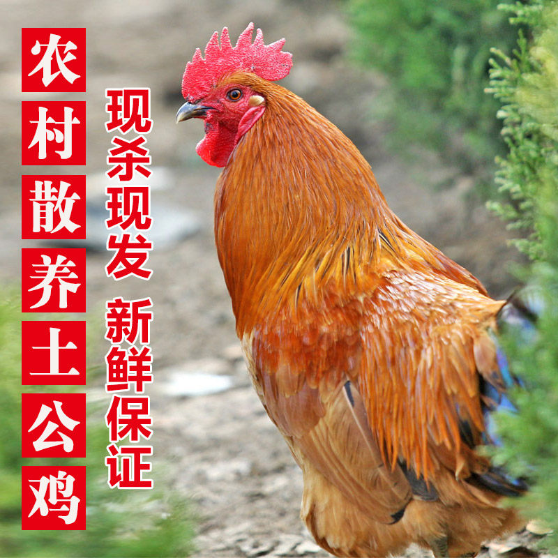 苏北农家正宗散养大公鸡土公鸡农村土鸡公鸡新鲜现杀鸡肉非老母鸡