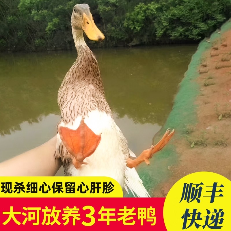 散养老鸭 3年老鸭子土鸭2.5斤 放养水鸭子农村麻鸭现杀新鲜鸭子肉,水产肉类/新鲜蔬果/熟食,鸭肉/鸭肉制品,淘宝优惠券,粉丝福利购,淘宝优惠卷
