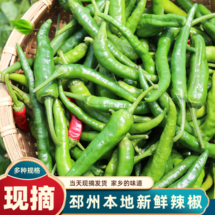 邳州本地新鲜辣椒现摘薄皮螺丝椒尖椒徐州特产香辣青皮土辣椒炒肉