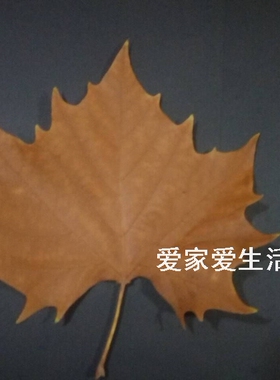 梧桐树叶天然画芯标本手工