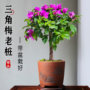 三角梅花树苗三角梅盆栽带花垂丝老桩特大苗爬藤重瓣四季好养开花