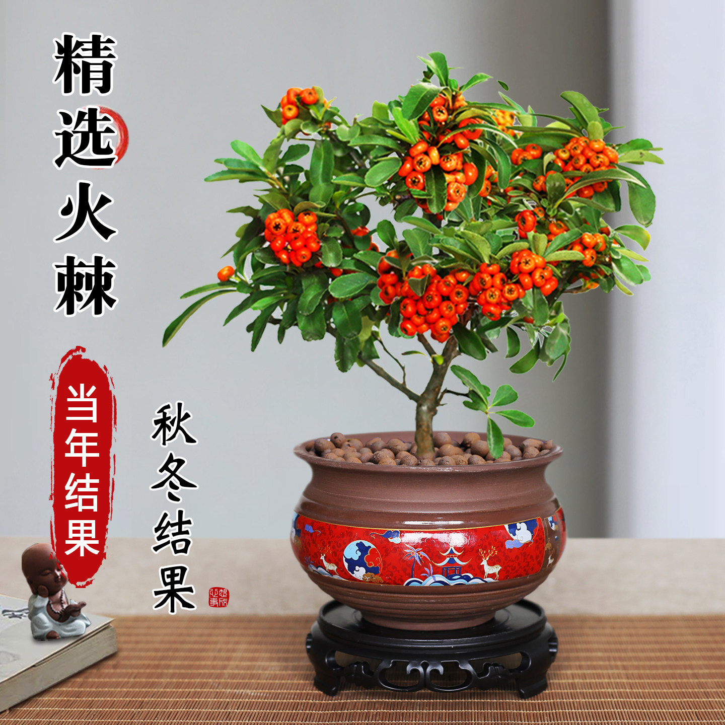 火棘树苗盆栽盆景老桩绿植
