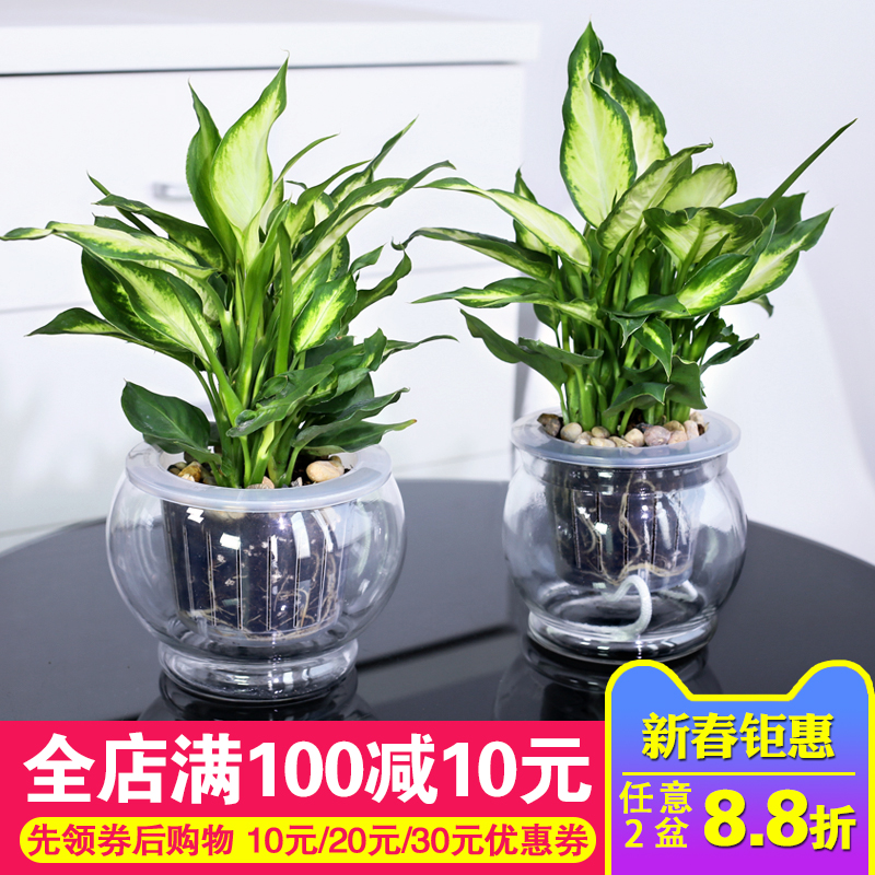 万年青植物盆栽办公室净化空气绿植花卉银皇后观叶植物室内植物