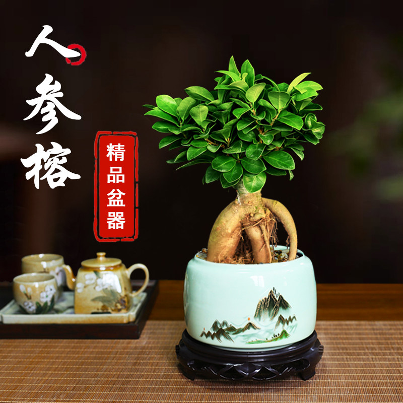 人参榕盆栽小榕树盆景四季常青盆栽办公室内阳台庭院好养植物树桩