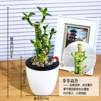 Money tree, gardenia, pothos, asparagus fern, aloe vera, small potted flowers, office green plants, fresh flowers, hydroponic plants thumbnail 6