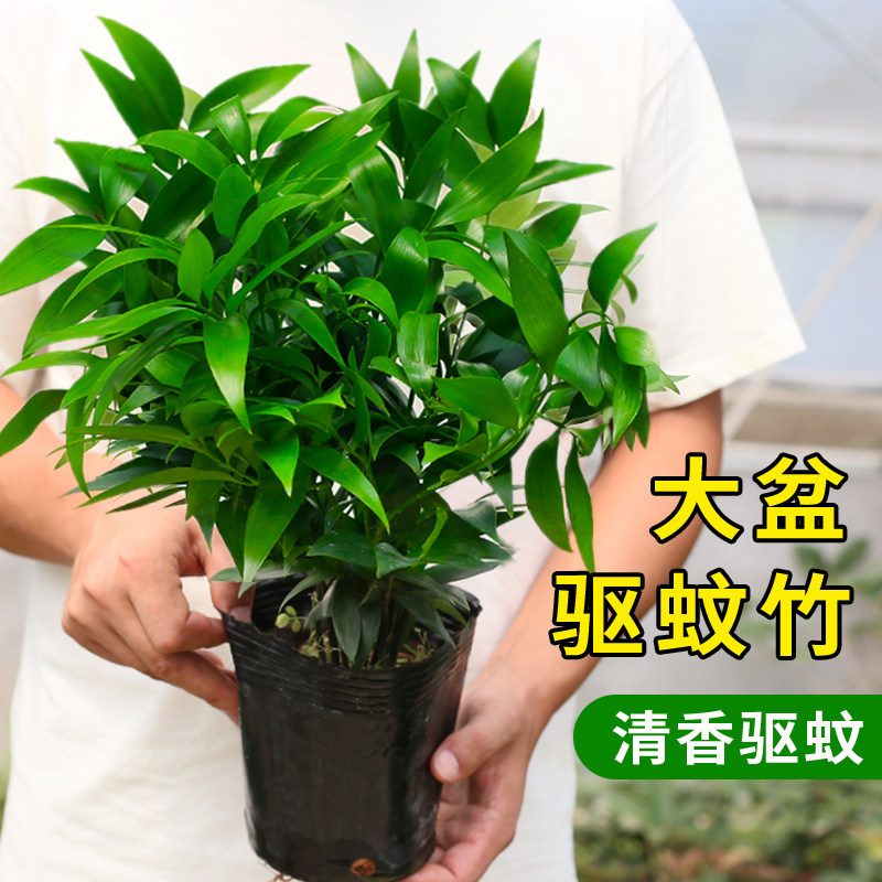 竹柏盆栽植物长寿竹室内四季常青耐寒绿植竹柏苗夏季水培绿植花卉