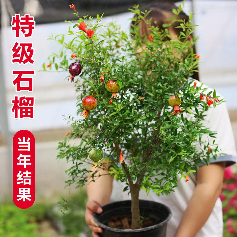 石榴树庭院果树树苗盆栽南北方耐寒老桩矮化无籽突尼斯特大石榴树图片