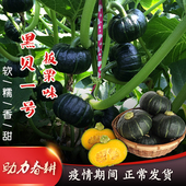 中科茂华蔬菜种子迷你黑贝贝南瓜种子 贵族小型黑贝贝南瓜超甜面
