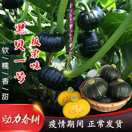 中科茂华蔬菜种子迷你黑贝贝南瓜种子 贵族小型黑贝贝南瓜甜面