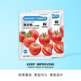 中科茂华蔬菜种子戴安娜番茄种子果实高圆形粉红色果型美观耐储运