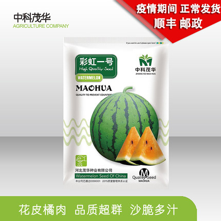 中科茂华蔬菜水果种子彩虹一号西瓜种子 橘肉礼品西瓜 单瓜5斤