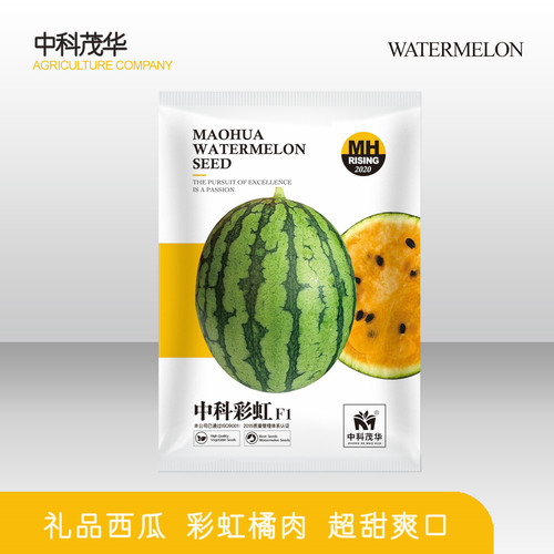中科瓜果种子彩虹礼品花皮小西瓜