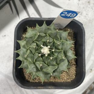 249实生帝冠带盆带土一物一拍