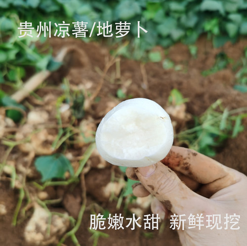 正宗贵州凉薯地萝卜脆甜现挖现发