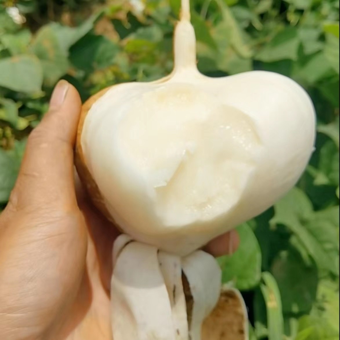 正宗贵州凉薯地瓜新鲜现挖现发
