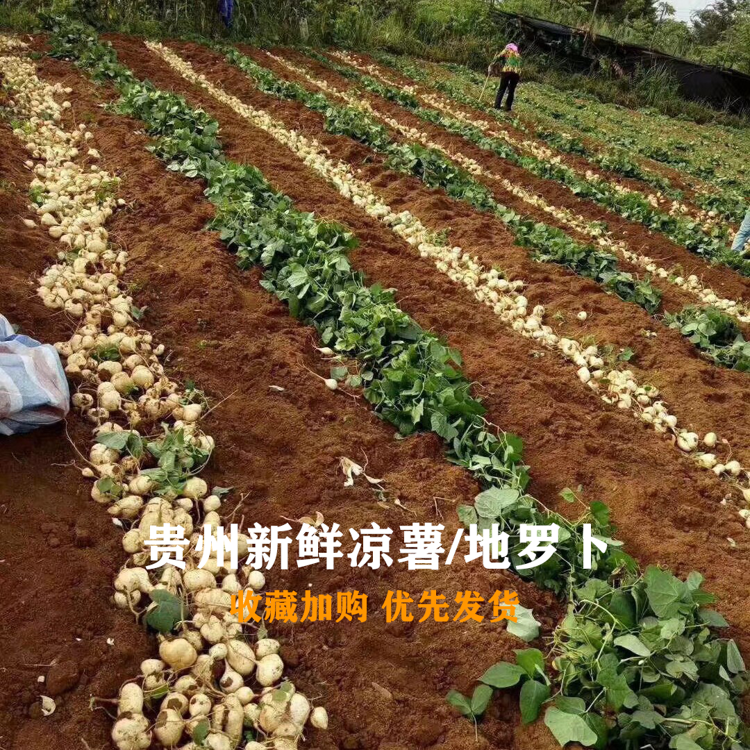 新鲜地瓜贵州沙葛地萝卜现挖即食