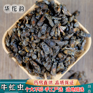 华佗韵虻虫中药材牛虻牛牤虫 牛氓虫 打牛虻虫粉 中草药