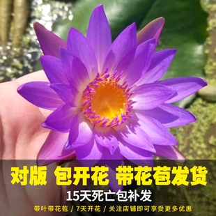 迷你睡莲碗莲带花苞盆栽水培水生植物黑美人块茎带花带叶四季 花卉