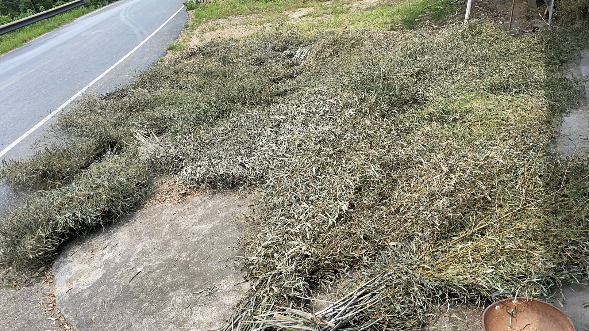 竹子扫把原材料竹子枝