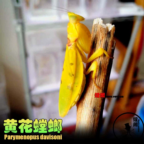 Бесплатная доставка место китайское большое нож молитва, живые личинки, домашние животные домашние животные животные живые богодовые