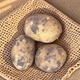 宁海胡陈洋芋土豆高山老品种黄金黄心小土豆新鲜现挖马铃薯新上市
