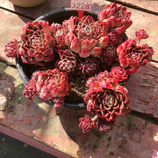 整桩无砍超大超美老桩红女巫3228