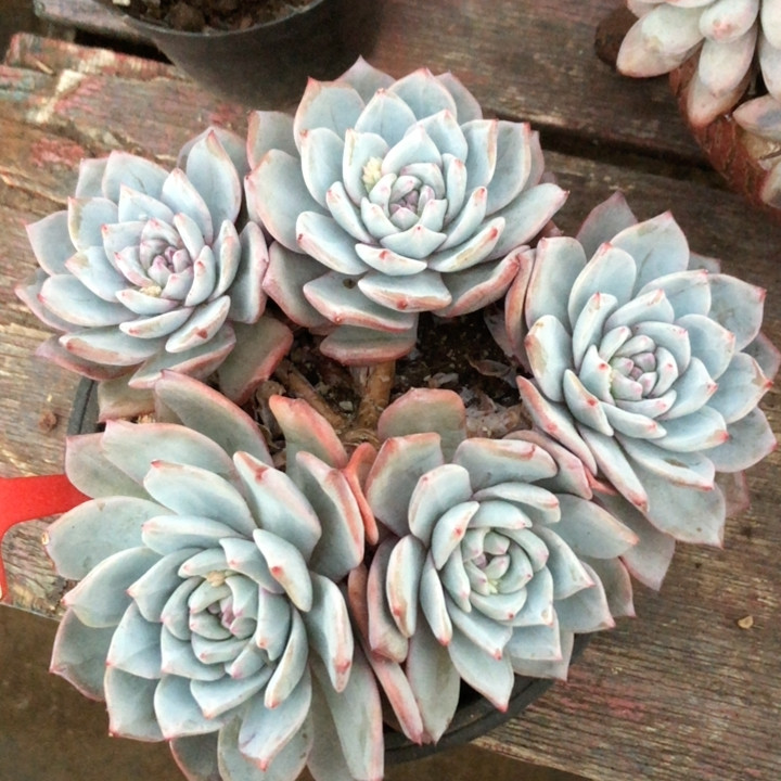 整桩老桩粉蓝鸟3589,鲜花速递/花卉仿真/绿植园艺,多肉植物,淘宝优惠券,粉丝福利购,淘宝优惠卷