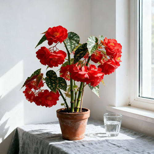 【竹节海棠】秋海棠盆栽观叶观花四季开花庭院阳台多年生花卉绿植