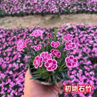 四季欧石竹花苗庭院阳台盆栽初吻带花苞植物带盆好养绿植绿化耐寒