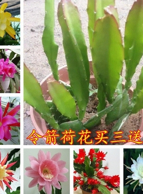 令箭荷花苗带根东北小粉重瓣仙人剑昙花绿植物室内外盆栽进口花卉